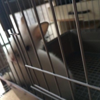 ライオンラビット　子供　雌雄不明