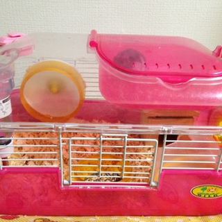 ハムスター里親募集！！