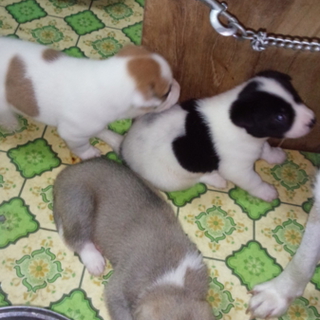 平成26年4月22日に生まれました！中型犬の子犬達