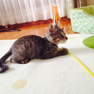 元気いっぱいの男の子です。