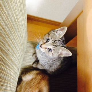 シャイで可愛い男の子です。