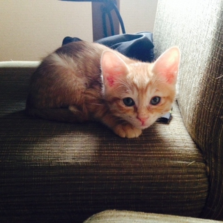 おっとりで可愛い男の子です。