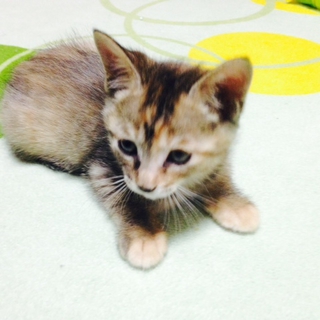 甘えん坊の可愛い女の子です。