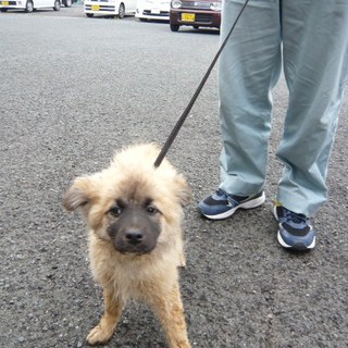 フサフサ毛のかわいい3ヶ月の仔犬たちです！！