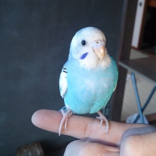 インコの里親募集します