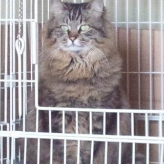 ぴほこ　メス　3歳
