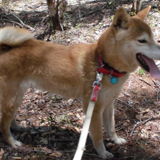 おとなしい、純血柴犬２才男子！