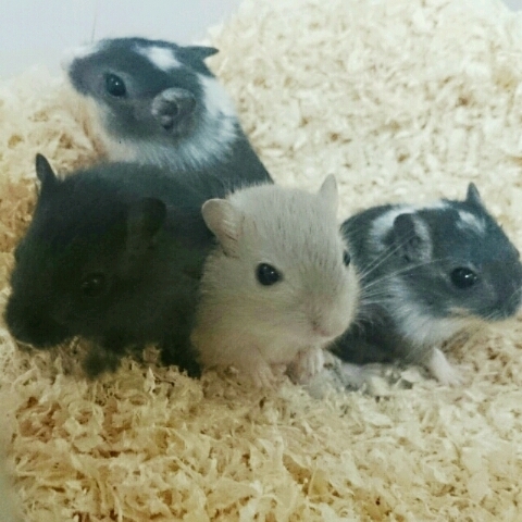 スナネズミの赤ちゃん 静岡県 小動物の里親募集 364 ペットのおうち 月間利用者150万人