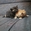 かわいい生後10日くらいの子猫もらって下さい。