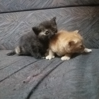 かわいい生後10日くらいの子猫もらって下さい。