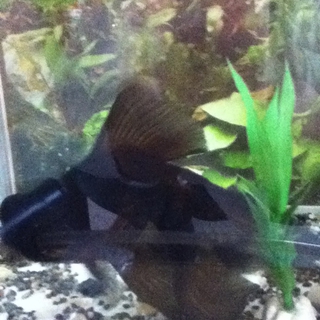 ちょうちょのように綺麗な黒出目金です