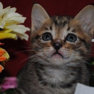 かわいい仔猫　ケント君