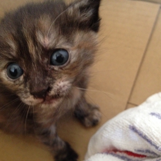 子猫です