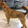 人懐こい大柄柴犬のような無邪気な１歳♂！ サムネイル3