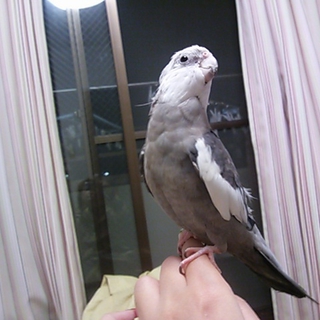 オカメインコ　シナモンフェイスパール