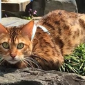 終了　　ベンガル