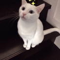 素敵な里親さんに決まりました♪