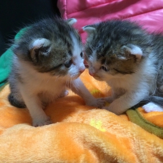 姉妹の里親募集しています。