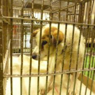 【殺処分決定】広島県動物愛護ｾﾝﾀｰ