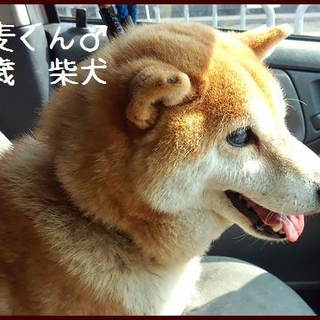 センターからレスキュー！高齢柴系男の子「小麦くん」