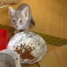 グレーねこちゃん サムネイル2