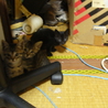 グレーねこちゃん サムネイル4