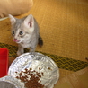グレーねこちゃん サムネイル3