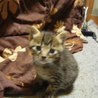 グレーねこちゃん サムネイル5