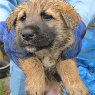 茶黒mix子犬4兄妹の男の子