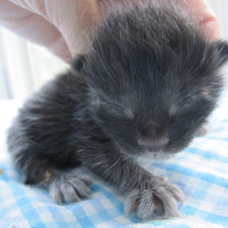 くまちゃんみたいなかわいい黒猫　まよ君募集一時停止
