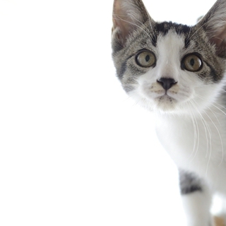 子猫のソウくん里親募集