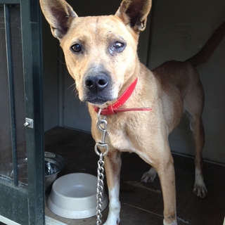 助けてください！罠で負傷した女の子