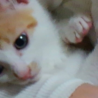 怖がりだけど遊ぶの大好きなダンテくん