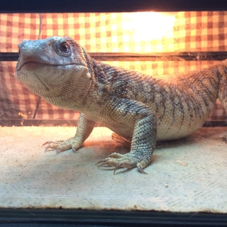 サバンナモニター