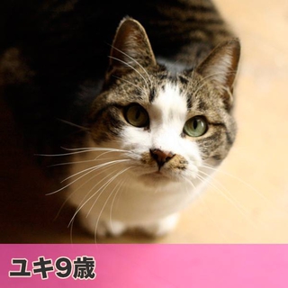 アパート退去！新しい家族とおうちを探しています！