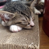 5/2保護 美形♀ 子猫 サムネイル2