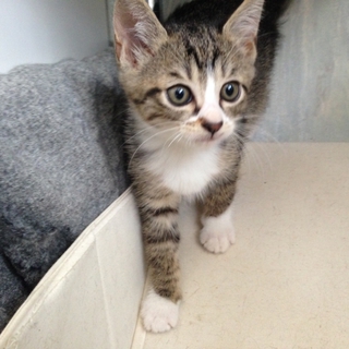 5/2保護 美形♀ 子猫