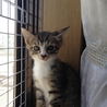 5/2保護 美形♀ 子猫 サムネイル3