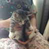 5/2保護 美形♀ 子猫 サムネイル4