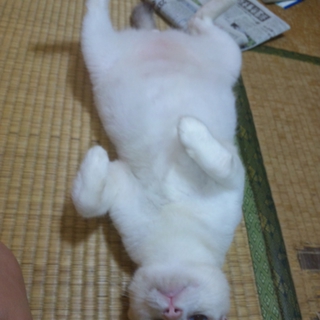 大人しい白い猫☆里親募集