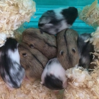 自家繁殖の臆病なキャンベル