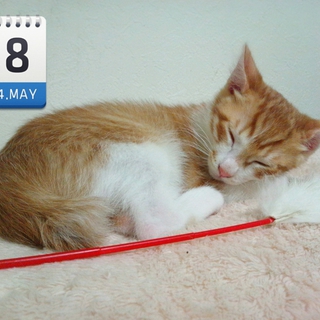 2014年3月3日産れ仔猫(仙台近郊里親さん募集)