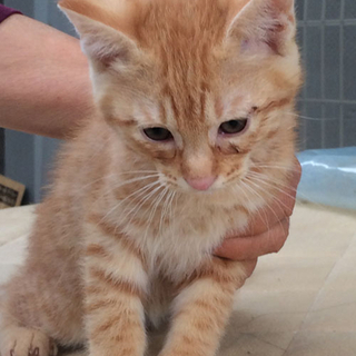子猫の里親探しています