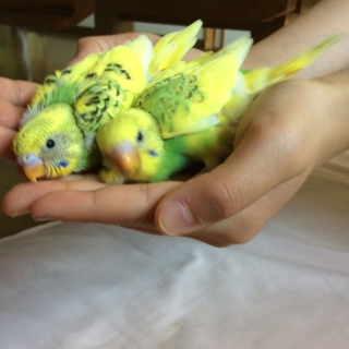 可愛いセキセイインコのヒナ