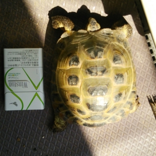 ホルスフィールドリクガメ♂