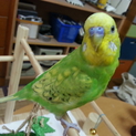 セキセイインコ、スパングル
