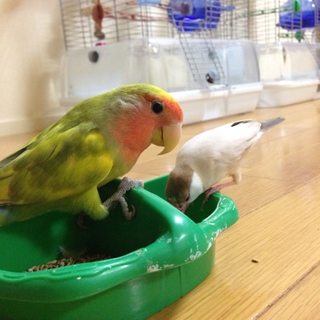 里親さん募集します！
