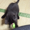 ありがとうございました。 サムネイル2