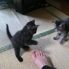 ありがとうございました。 サムネイル4