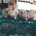 ミニウサギの赤ちゃん生まれました！